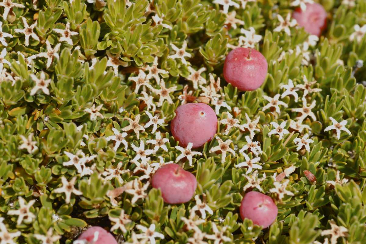 Ericaceae Pentachondra pumila