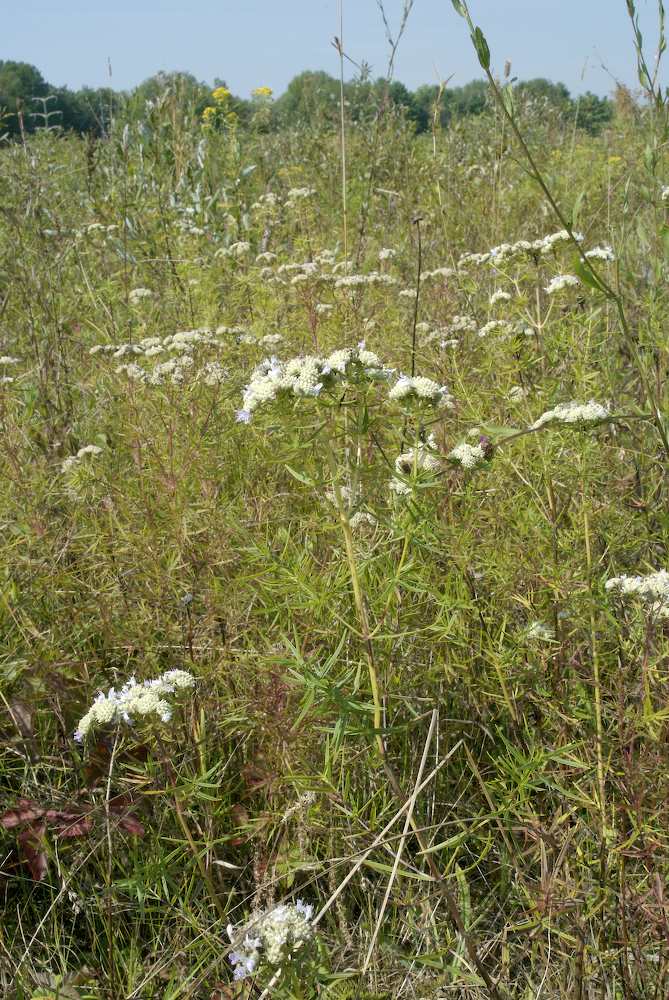 Lamiaceae Pycnanthemum tenuifolium
