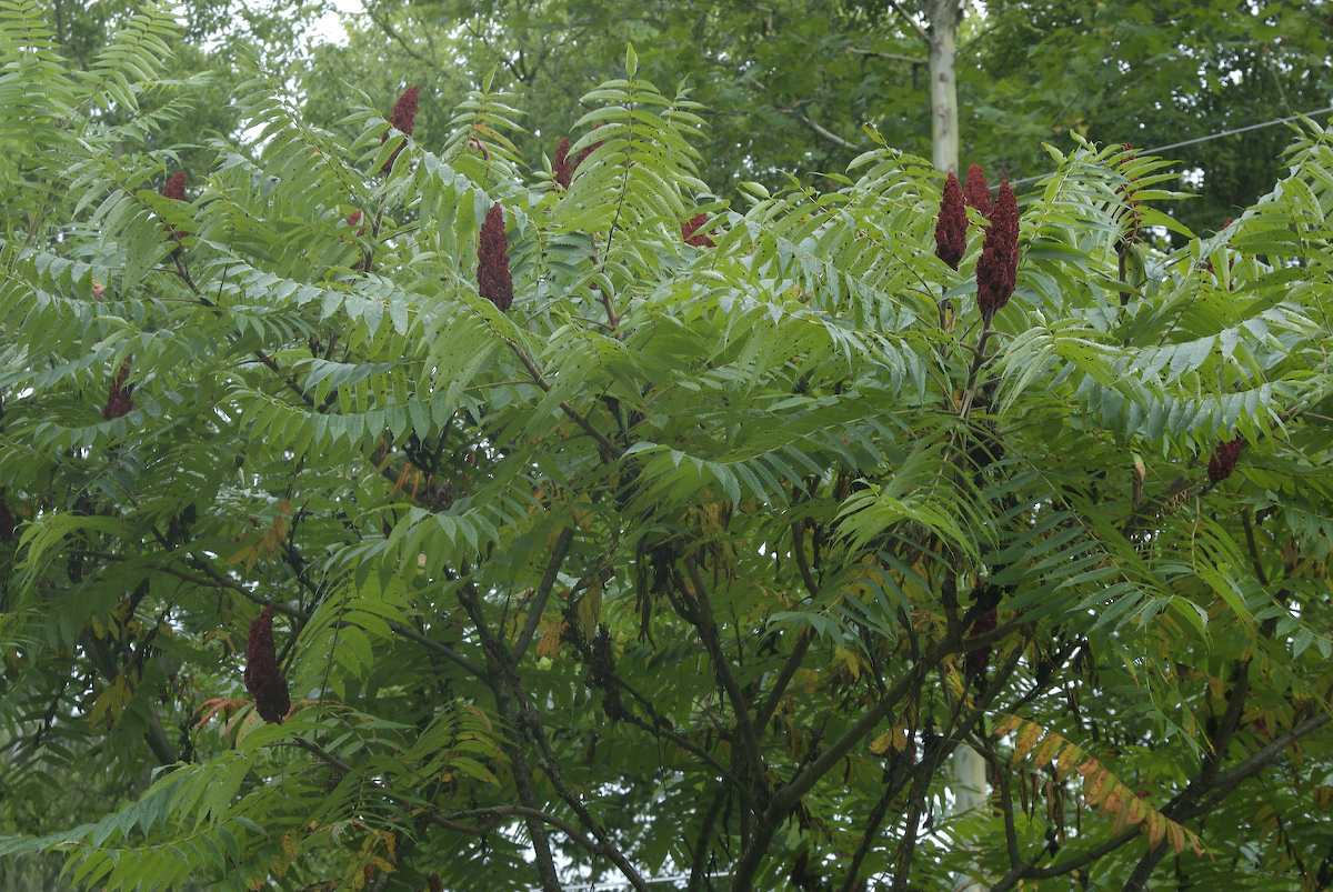 Anacardiaceae Rhus typhina