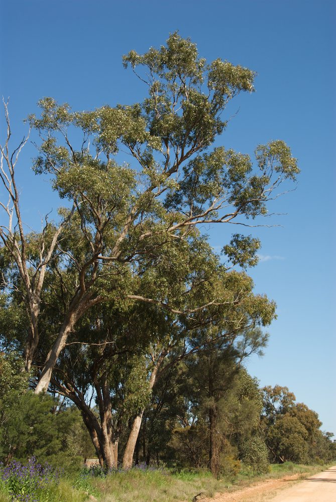 Myrtaceae Eucalyptus populnea