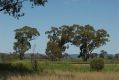 image of Eucalyptus populnea