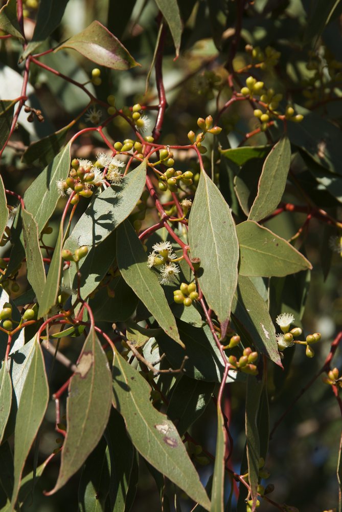 Myrtaceae Eucalyptus populnea