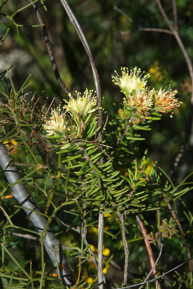 Rutaceae Leionema diosmeum