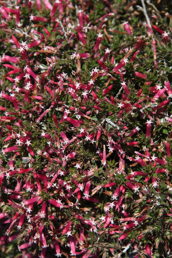 Ericaceae Leucopogon neoanglicus