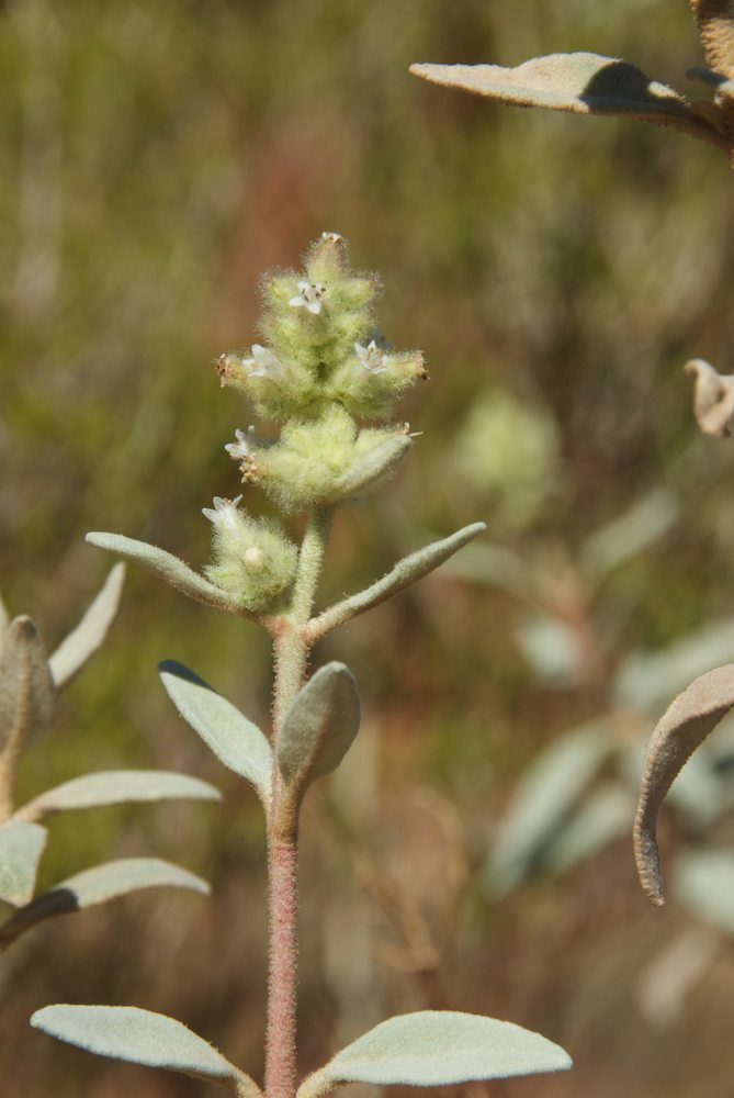 Lamiaceae Dicrastylis gilesii