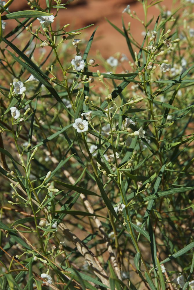 Solanaceae Duboisia hopwoodii