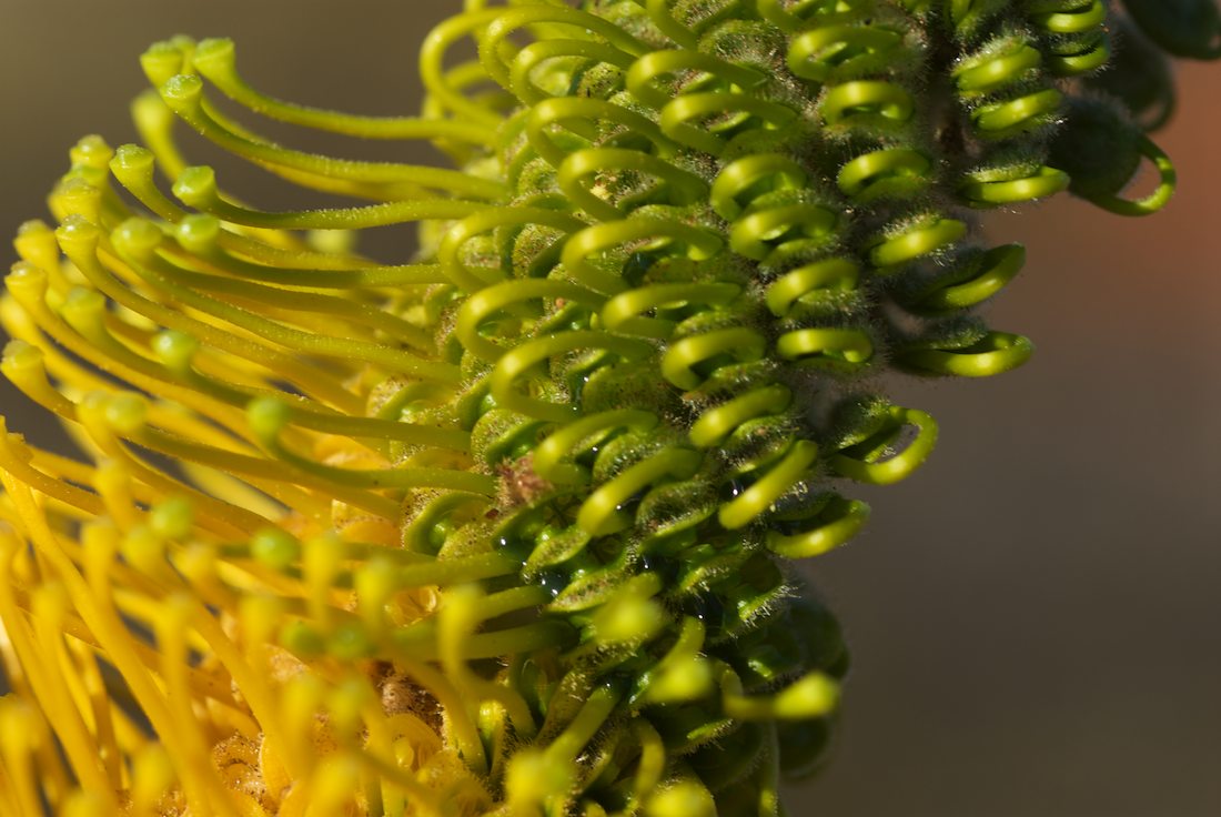 Proteaceae Grevillea eriostachya