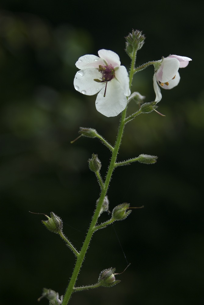 Scrophulariaceae Verbascum blattaria