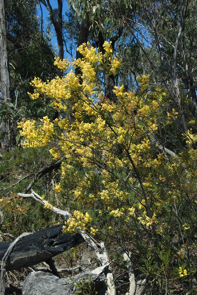 Fabaceae Acacia terminalis