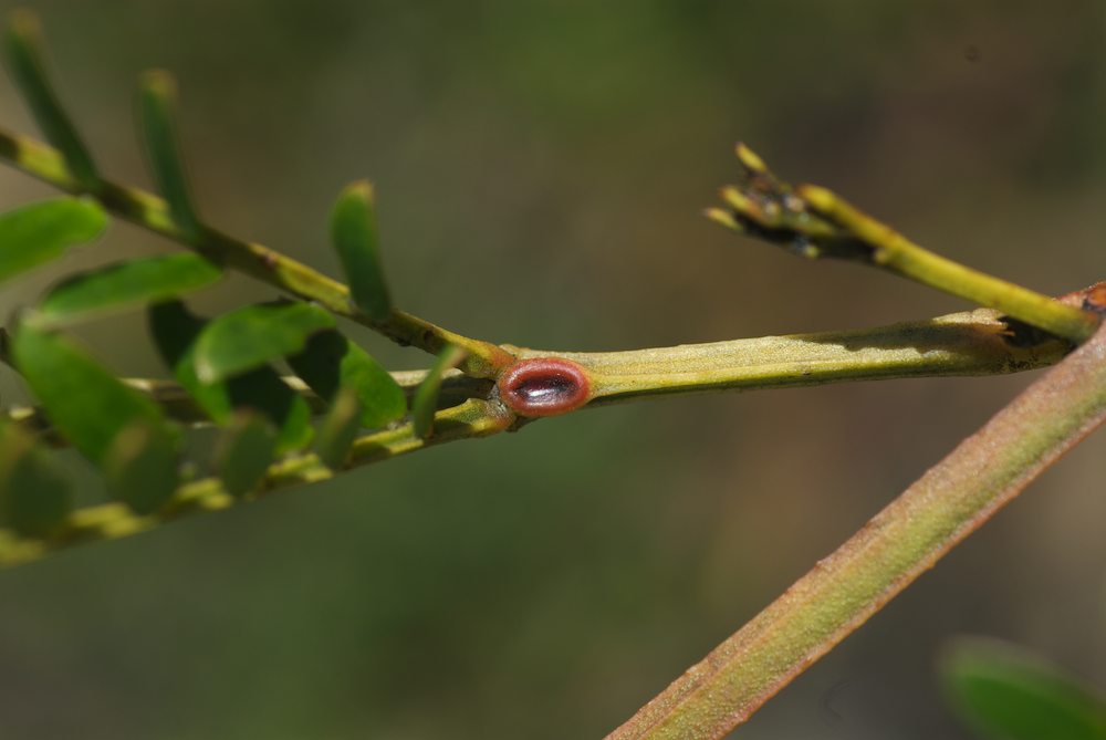 Fabaceae Acacia terminalis