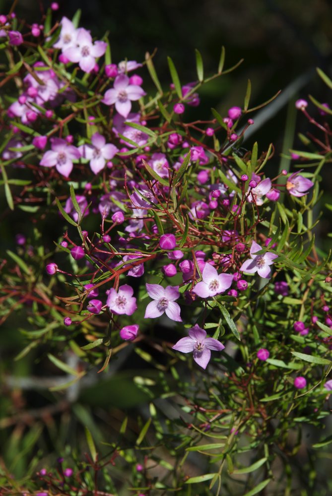 Rutaceae Boronia pinnata