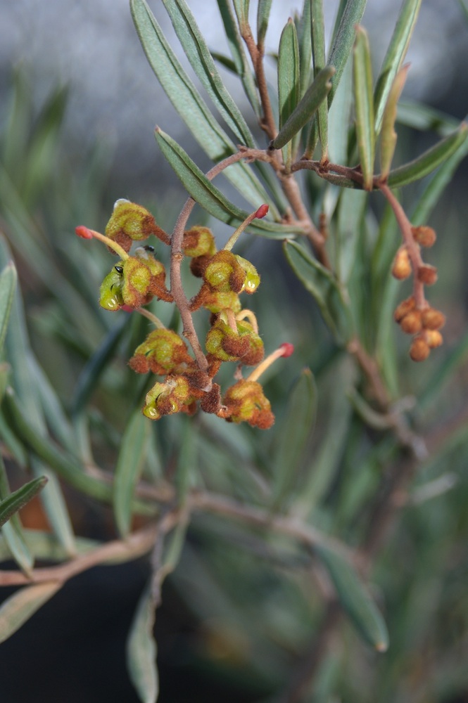 Proteaceae Grevillea floribunda
