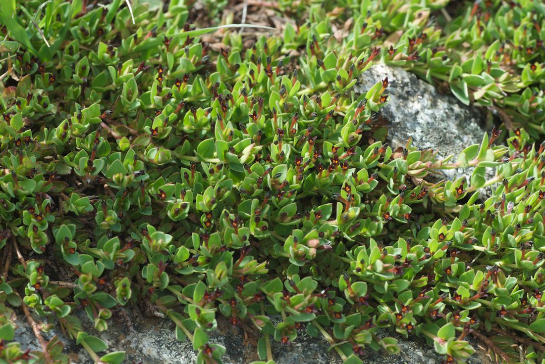 Thymelaeaceae Pimelea biflora