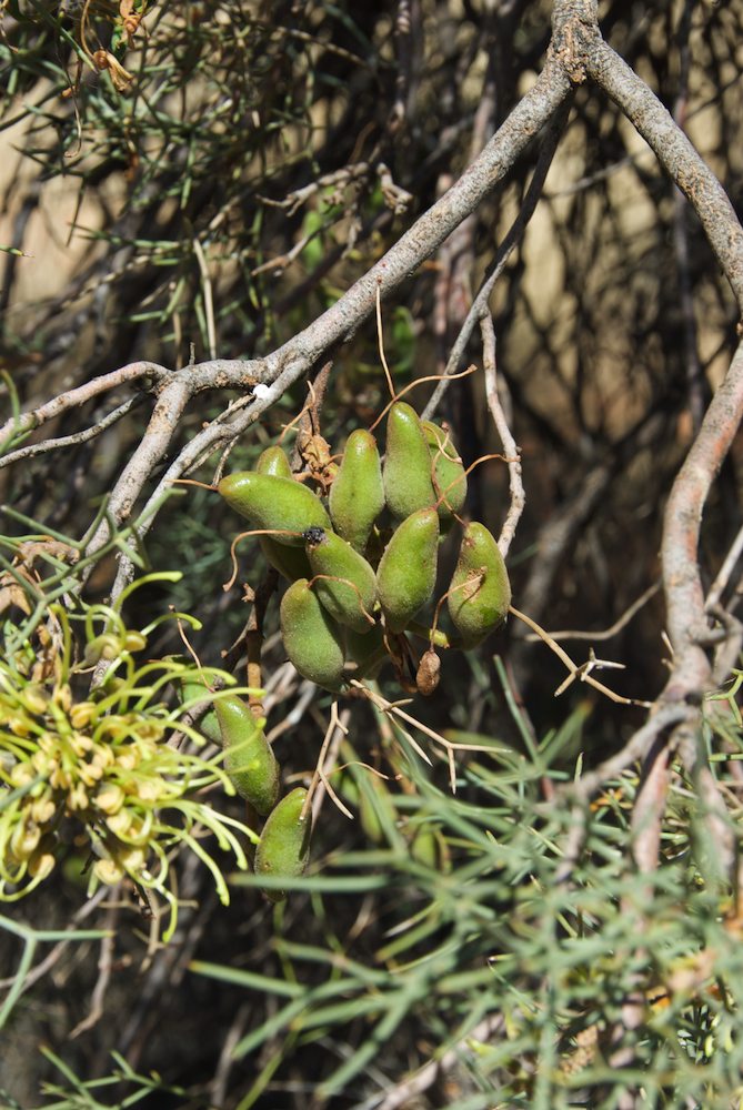 Proteaceae Hakea divaricata