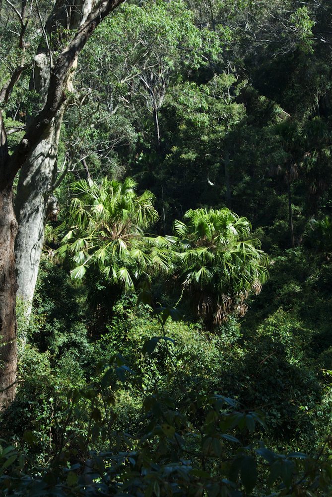 Arecaceae Livistona australis