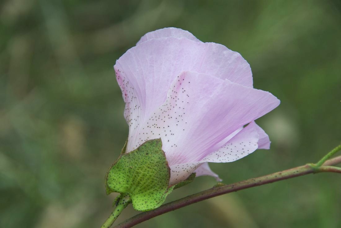 Malvaceae Gossypium sturtianum