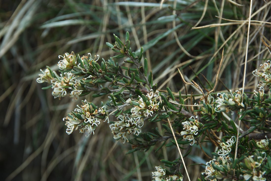 Proteaceae Grevillea australis