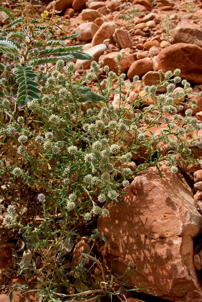 Asteraceae Pterocaulon sphacelatum