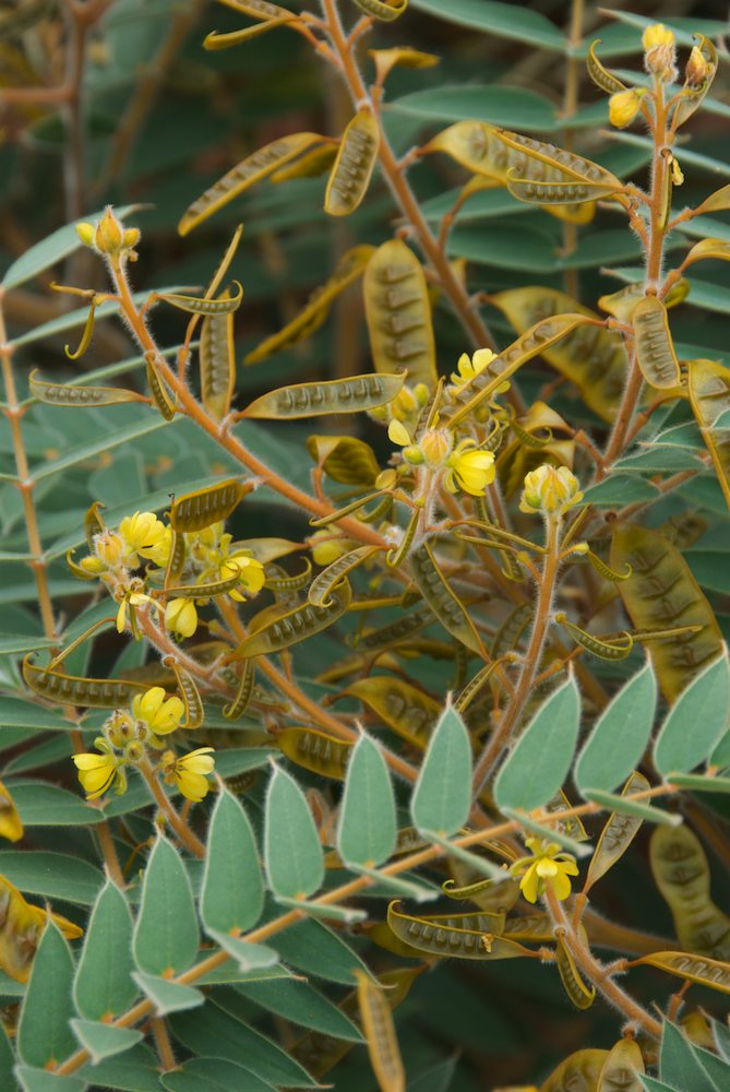 Fabaceae Senna notabilis