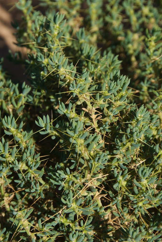 Amaranthaceae Sclerolaena divaricata