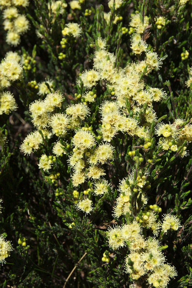 Myrtaceae Kunzea muelleri
