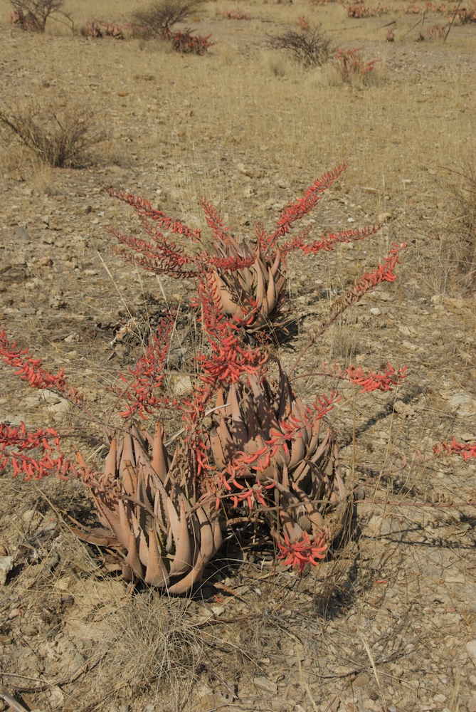 Asphodelaceae Aloe asperifolia
