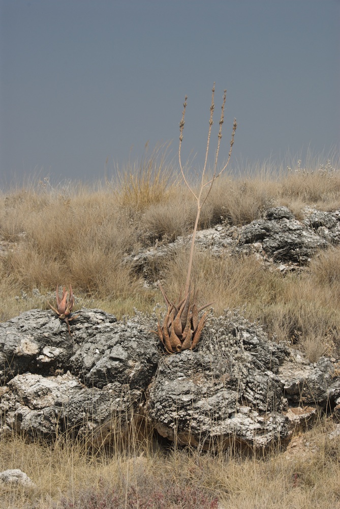 Asphodelaceae Aloe littoralis