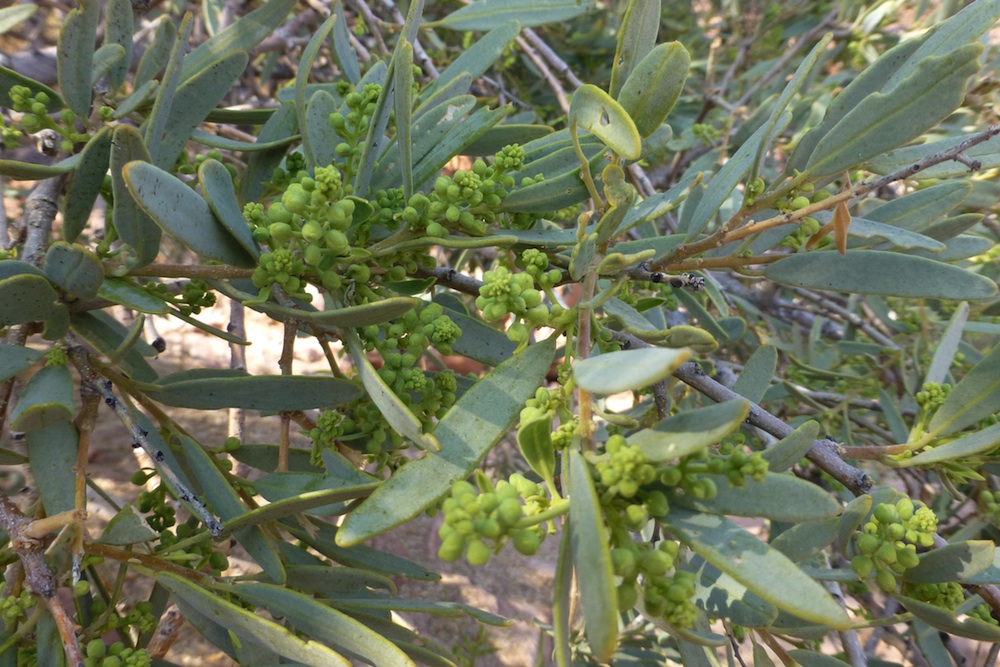 Capparaceae Boscia albitrunca