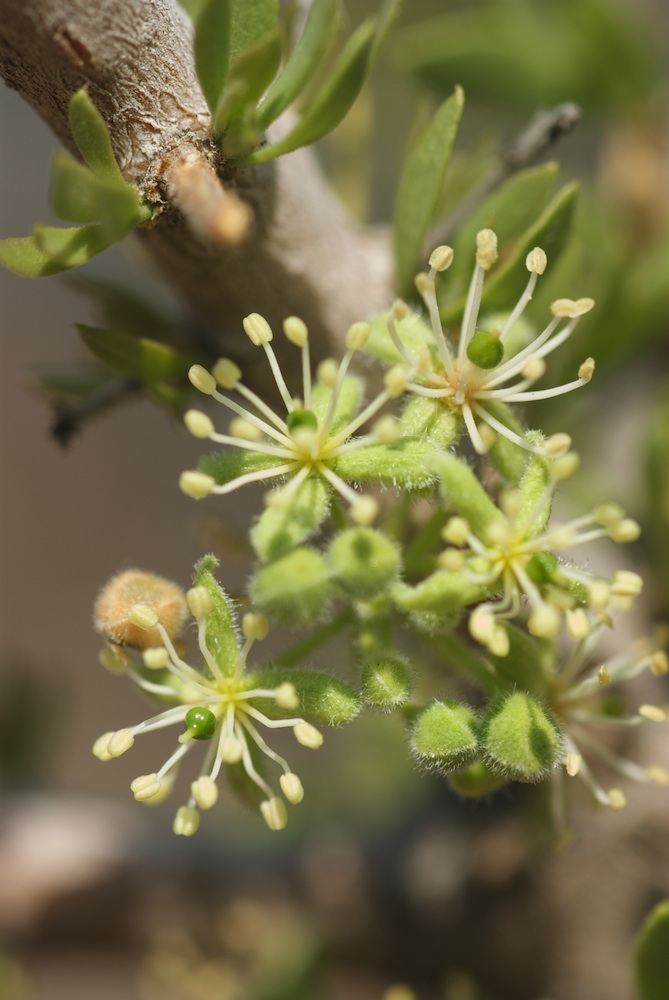 Capparaceae Boscia foetida