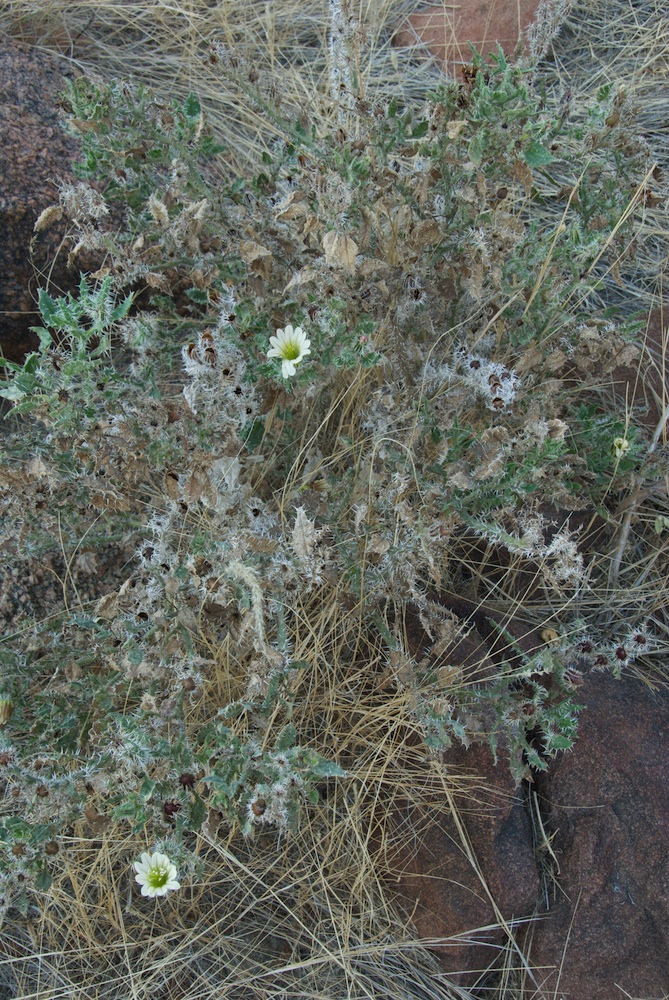 Hydrophyllaceae Codon royenii