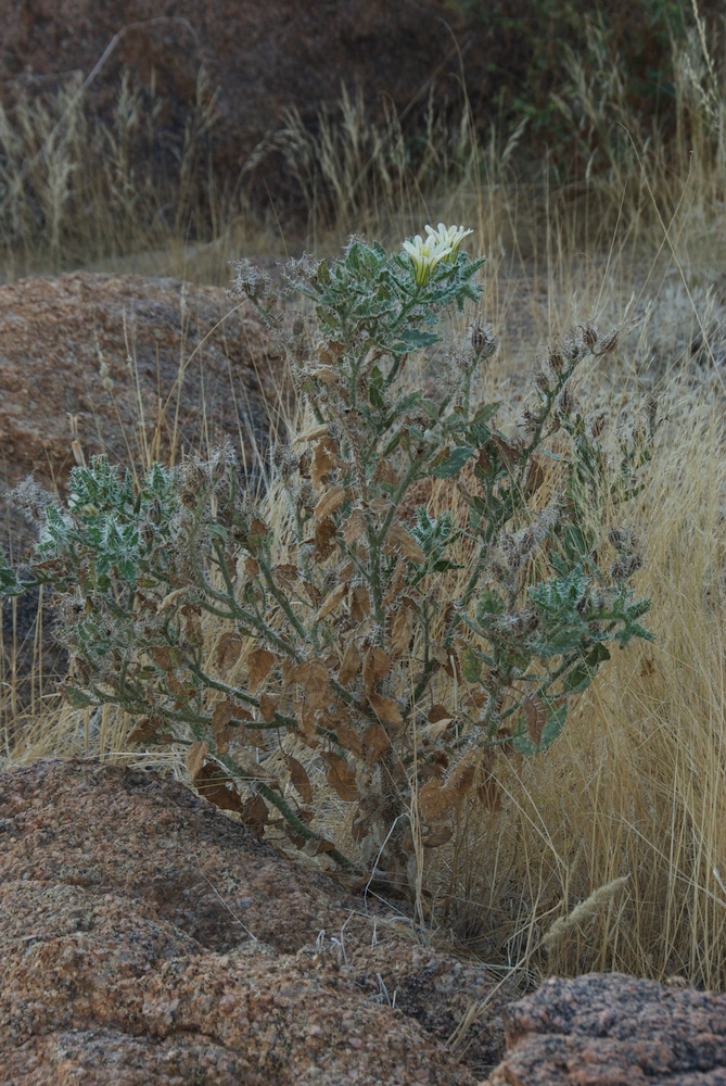Hydrophyllaceae Codon royenii