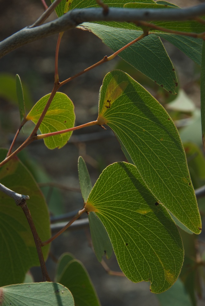 Fabaceae Colophospermum mopane