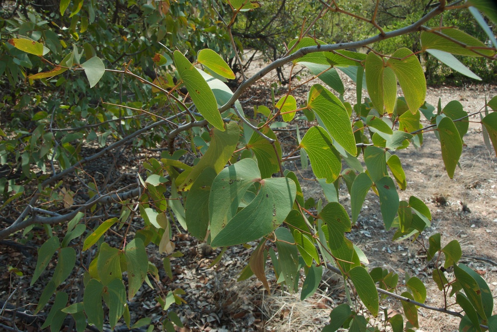 Fabaceae Colophospermum mopane