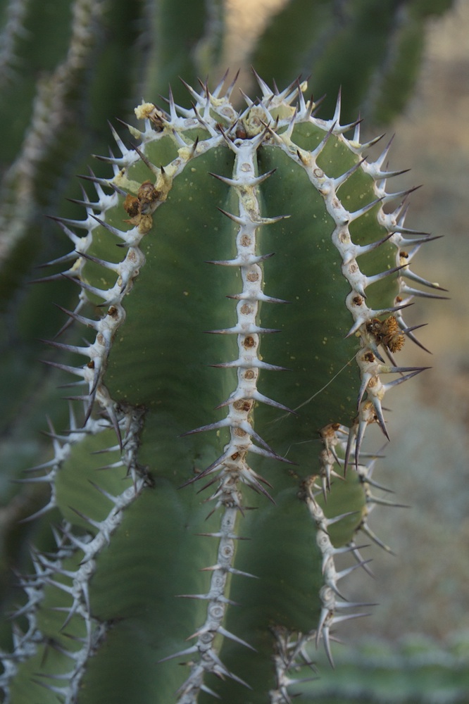 Euphorbiaceae Euphorbia virosa