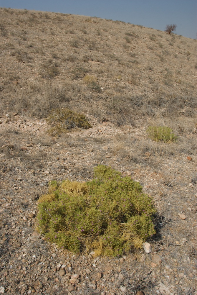 Zygophyllaceae Fagonia rangei