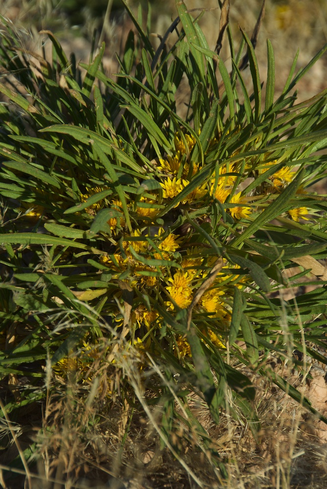 Asteraceae Geigeria ornativa