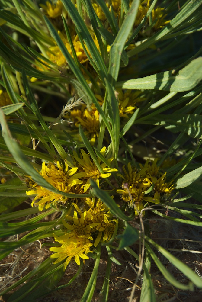 Asteraceae Geigeria ornativa