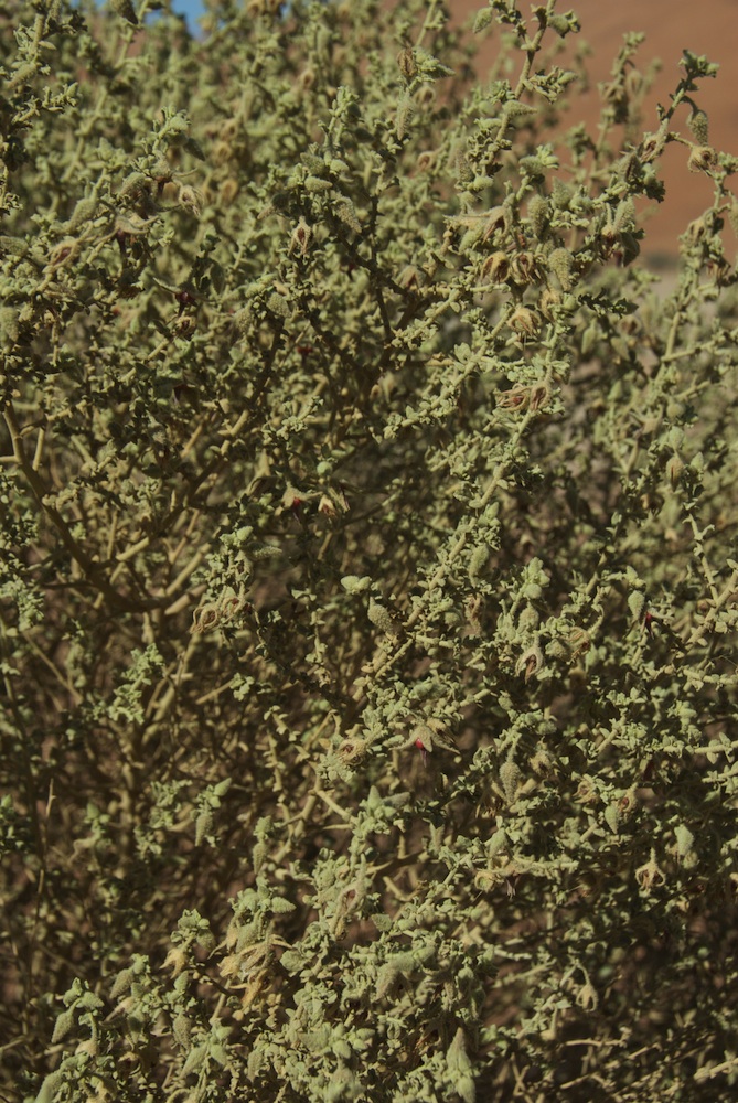 Byttneriaceae Hermannia minimifolia