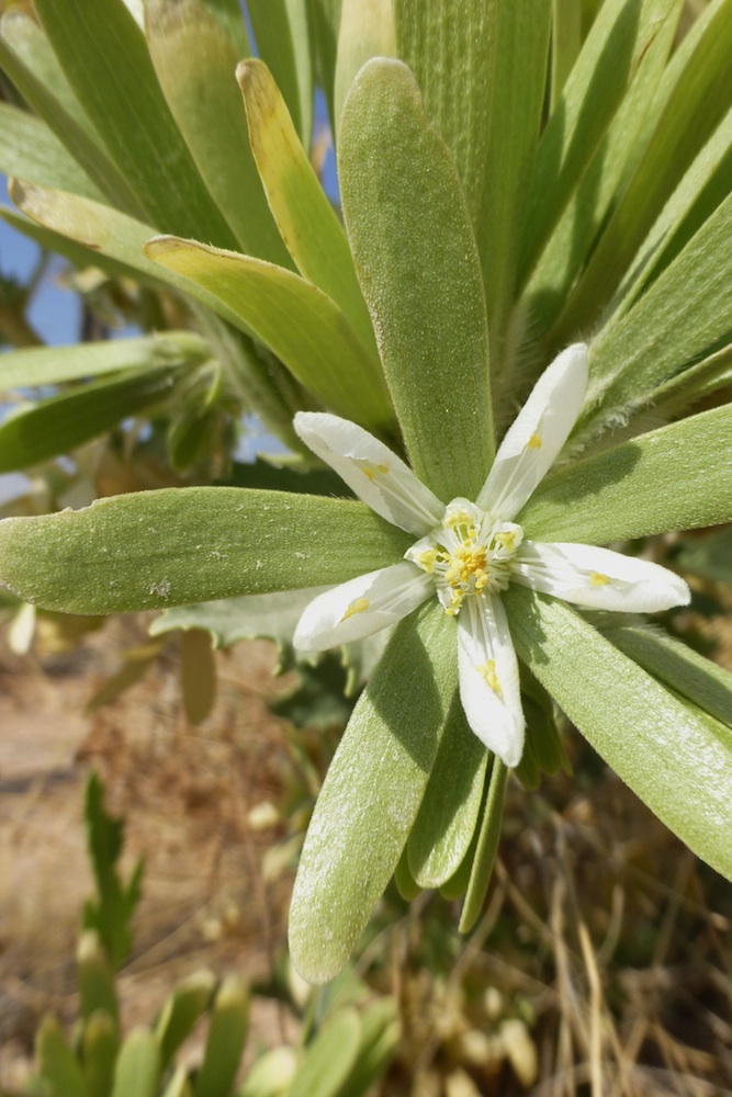 Loasaceae Kissenia capensis