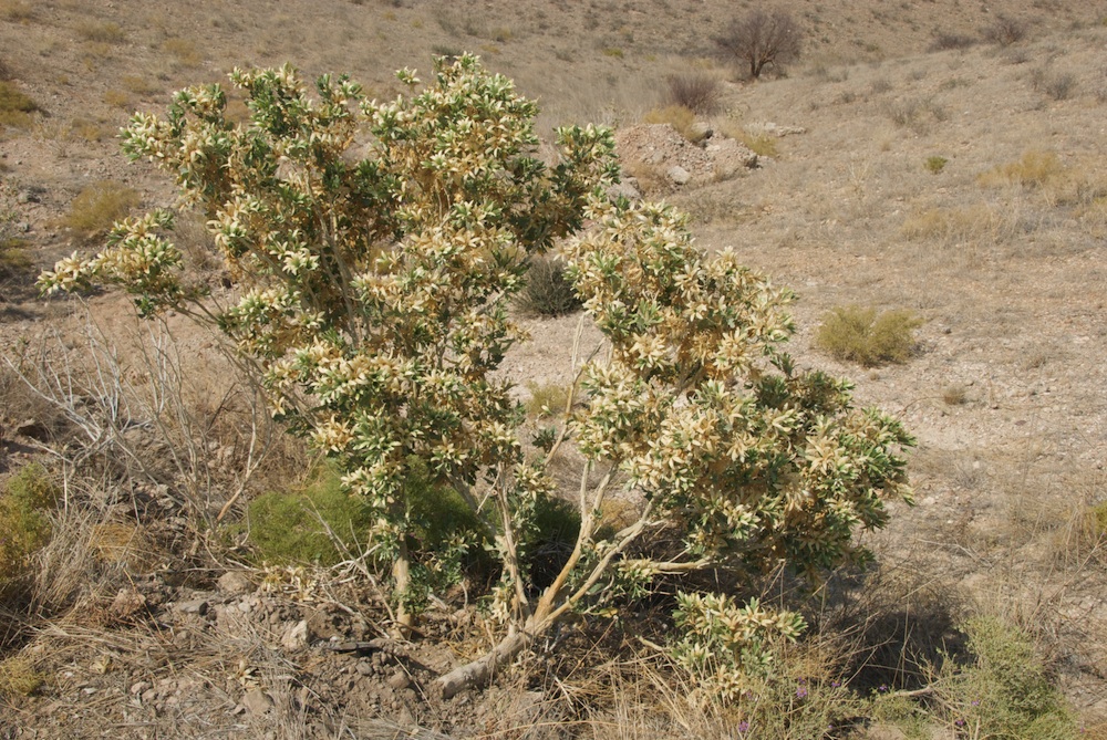 Loasaceae Kissenia capensis
