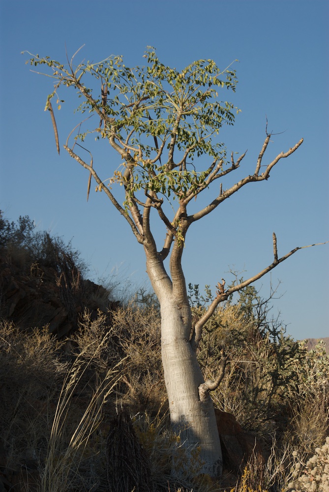 Moringaceae Moringa ovalifolia