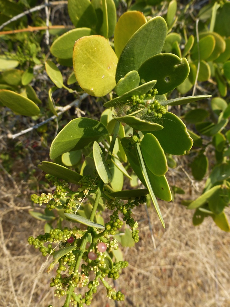 Salvadoraceae Salvadora persica