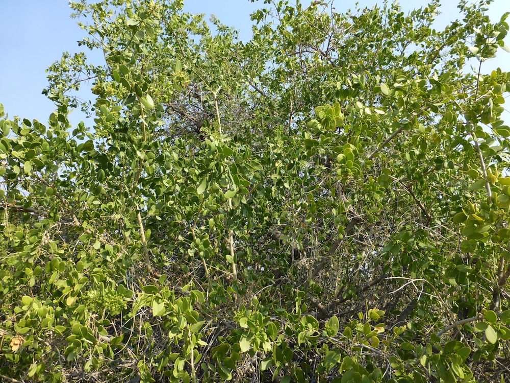 Salvadoraceae Salvadora persica