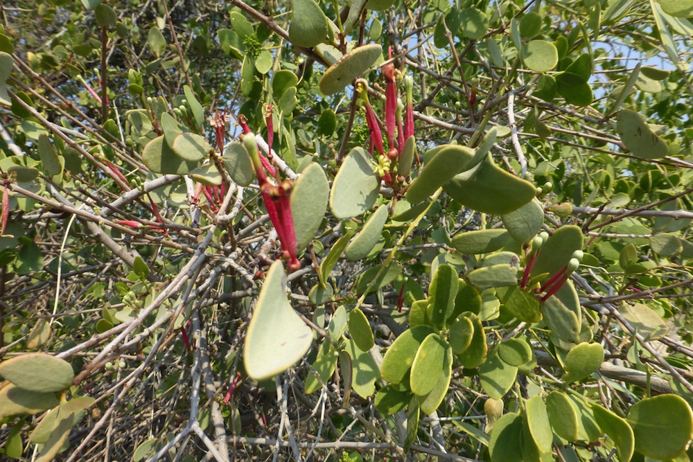 Loranthaceae Tapinanthus oleifolius