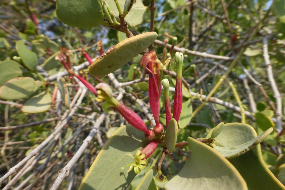 Loranthaceae Tapinanthus oleifolius