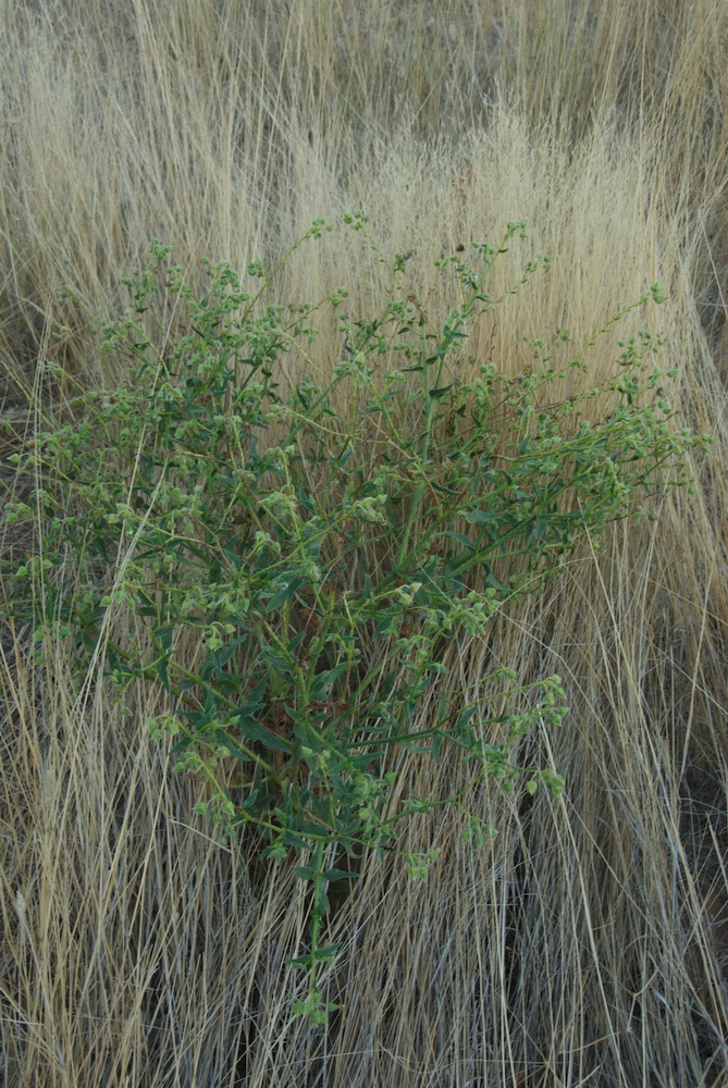 Boraginaceae Trichodesma africanum