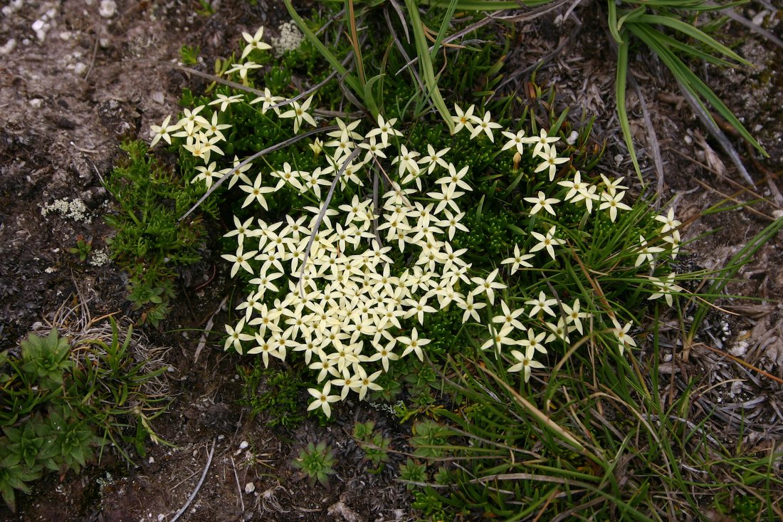 Celastraceae Stackhousia pulvinaris
