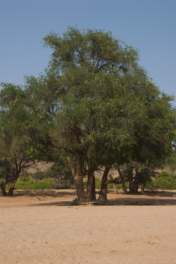 Fabaceae Acacia erioloba