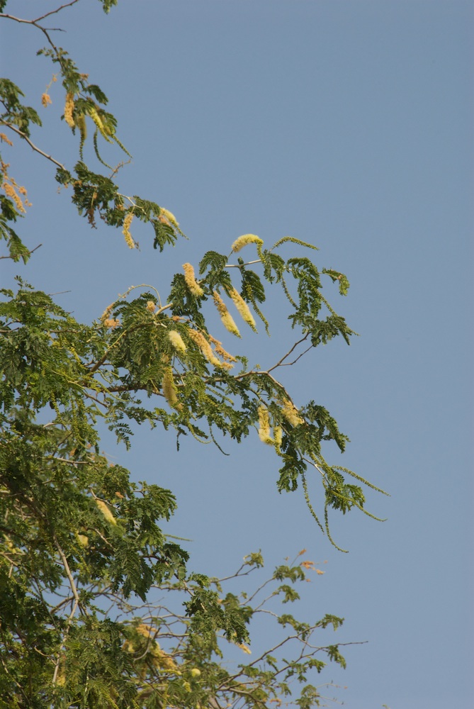 Fabaceae Acacia erioloba