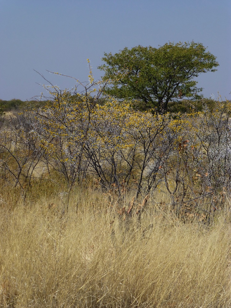 Fabaceae Acacia nebrownii